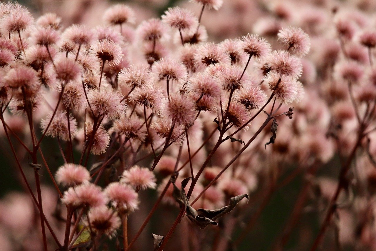 铁塔猫冰橙爆珠（粗）：郑州书画电商平台代理商